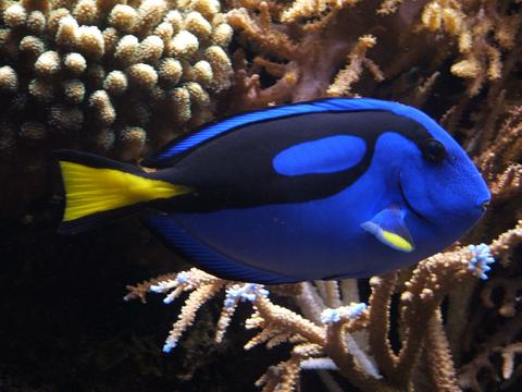 Blue Tang