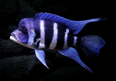 Frontosa Cichlid