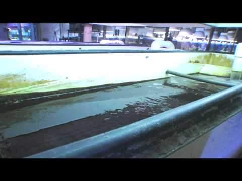 Dump Style Algae Turf Scrubber