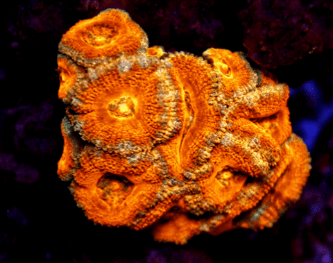 Acan Coral