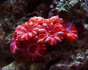 Acan Coral