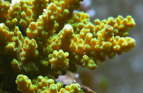 Acropora Coral