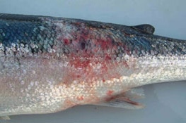 Aeromonas salmonicida