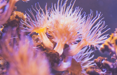 Aiptasia in Reef Tank