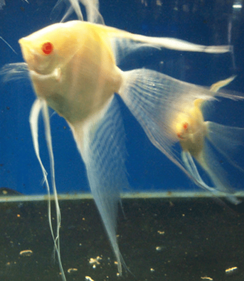 Albino Angelfish