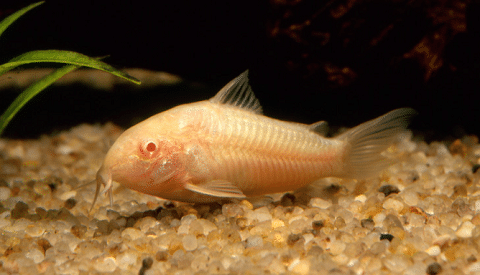 Albino Cory Catfish