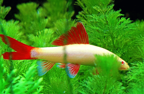 Albino Rainbow Shark