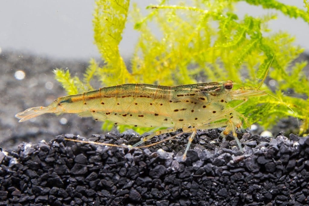 Amano Shrimp Female