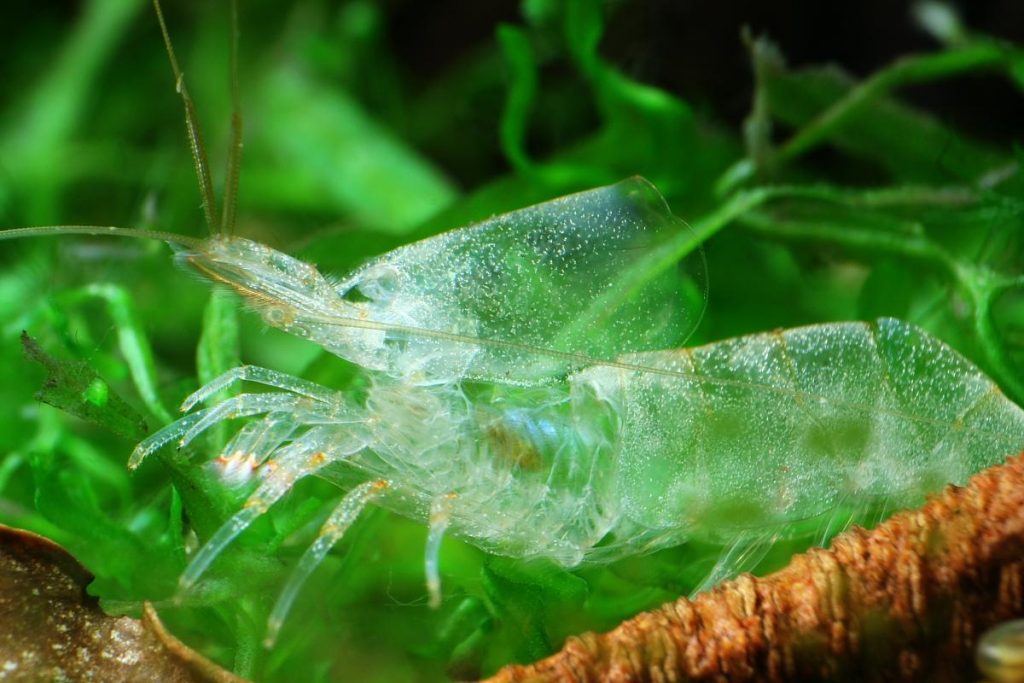 Amano Shrimp Molt
