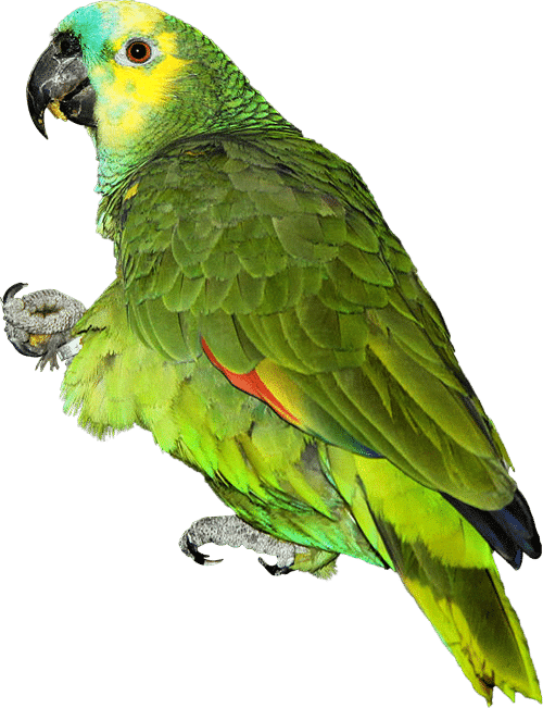 Amazon Parrot