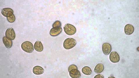 Amiphidium Dinoflagellates
