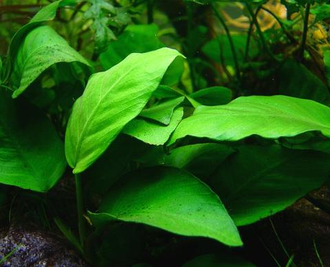 Anubias Plant