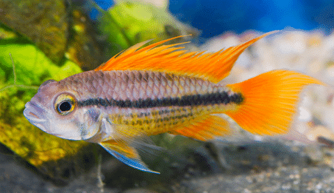Apistos Cichlid