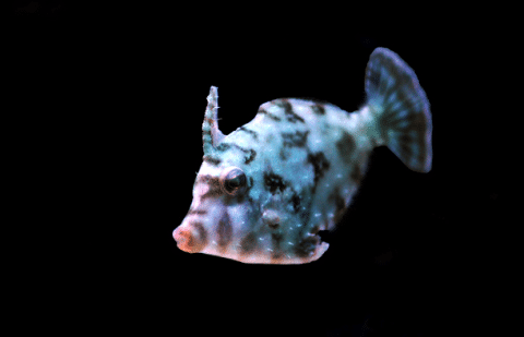 Aptasia Eating Filefish