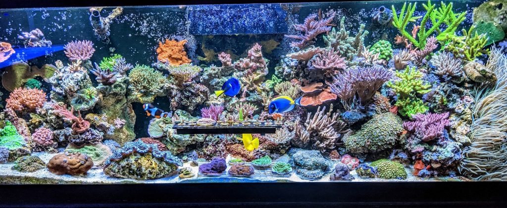 Aquarium Power Outage