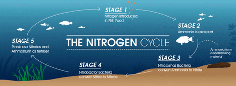 Aquarium Nitrogen Cycle