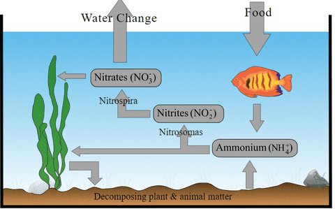 Nitrogen Cycle
