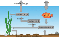 Aquarium Nitrogen Cycle