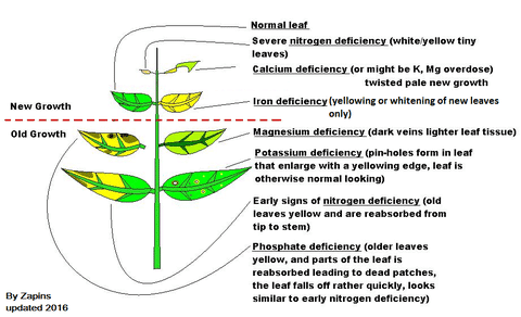 Aquarium Plant Deficiency Symptoms