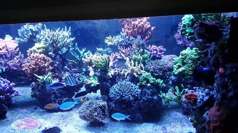Aquatic Life T5 LED Hybrid Reef Tank