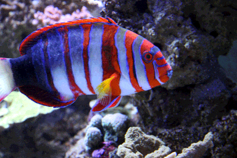 Harlequin Tusk