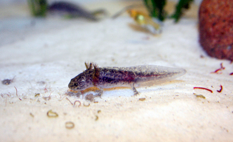Axolotl Larve