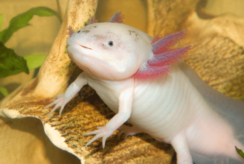 Axolotl in Fish Tank