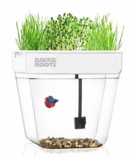 Back To The Roots Water Garden