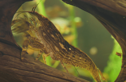 Bamboo Shrimp on Driftwood
