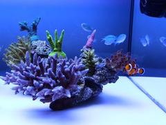 Barebottom Reef Tank