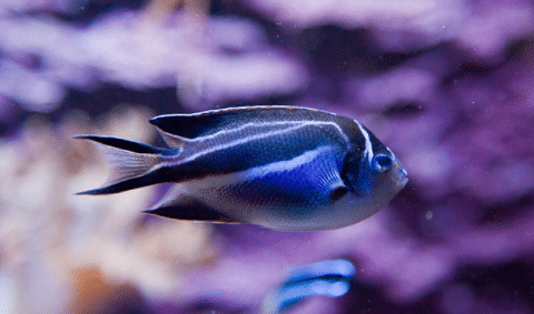 Bellus Angelfish