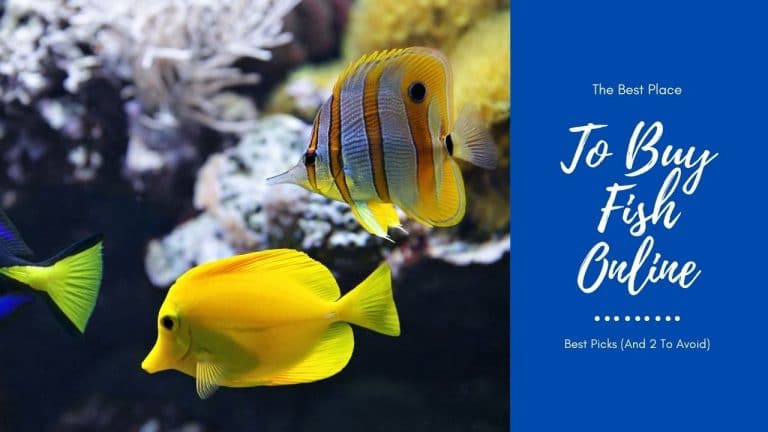 Best Place To Buy Fish Online