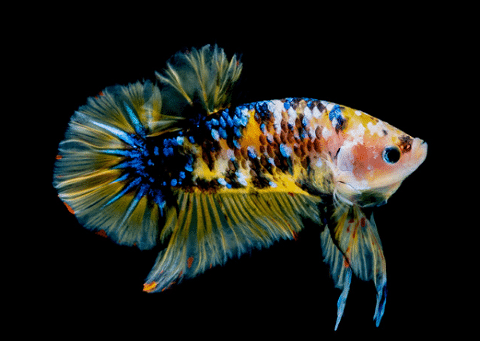 Betta Fish Swimming In Black Background