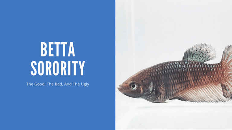 Betta Sorority