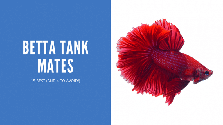 Betta Tank Mates