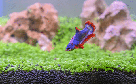 Betta in Fish Tank
