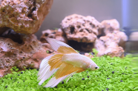 Betta in Planted Aquarium