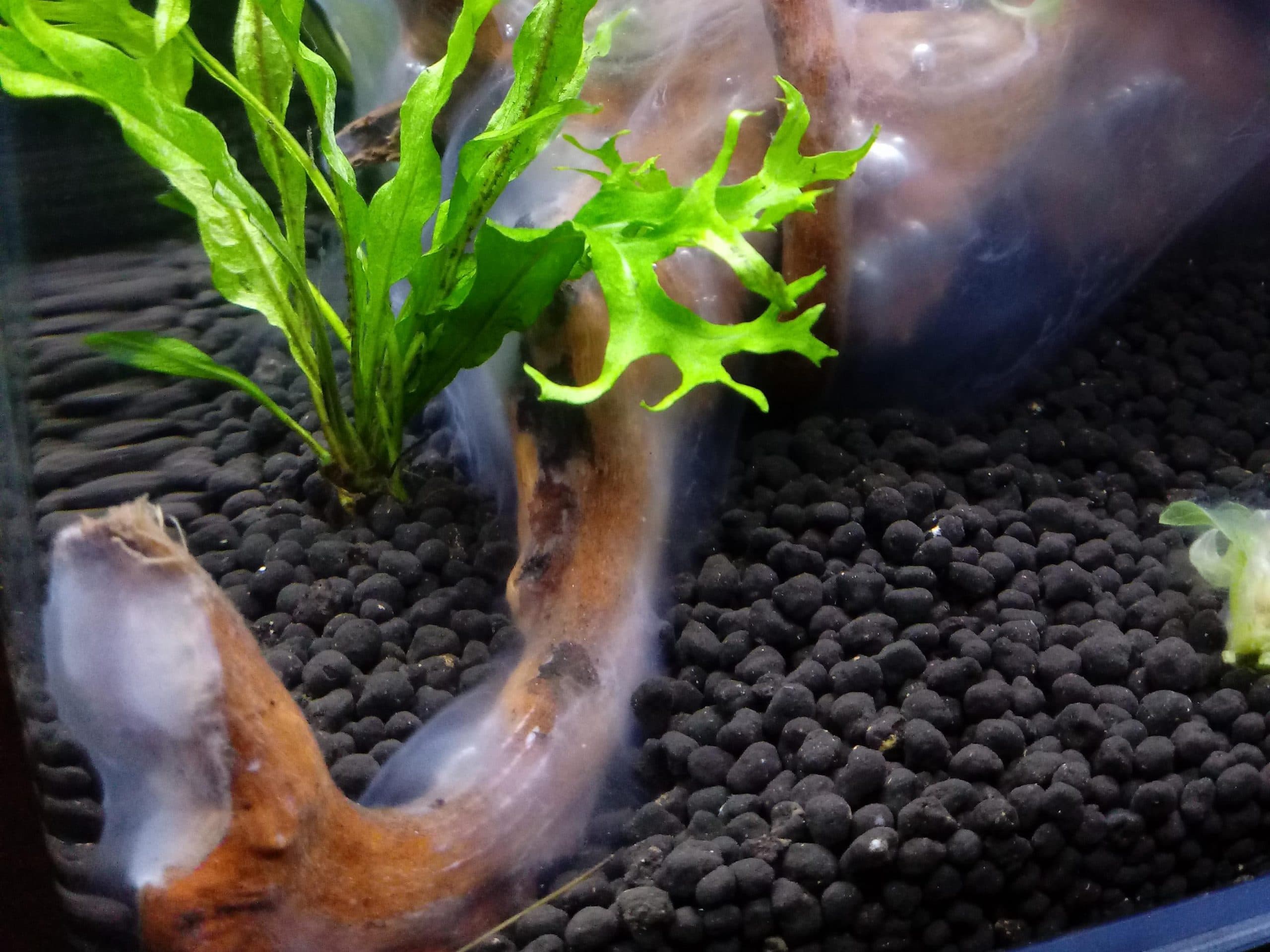 Biofilm In Aquariums