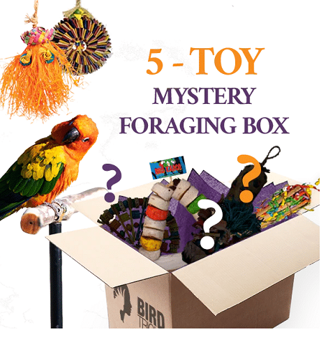Bird Tricks Foraging Toy Box