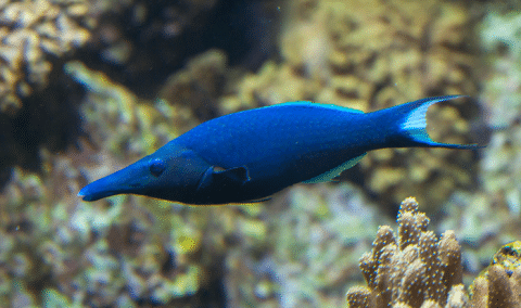 Bird Wrasse in Ocean
