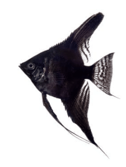 Black Angelfish