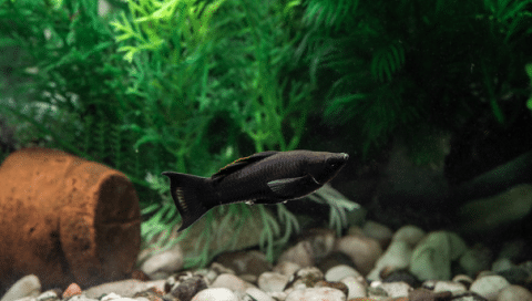 Black Molly