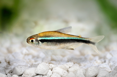 Black Neon Tetra
