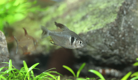 Black Phantom Tetra