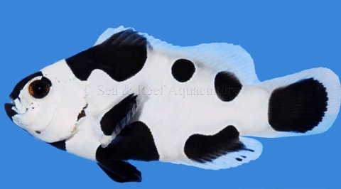 Black Storm Clownfish