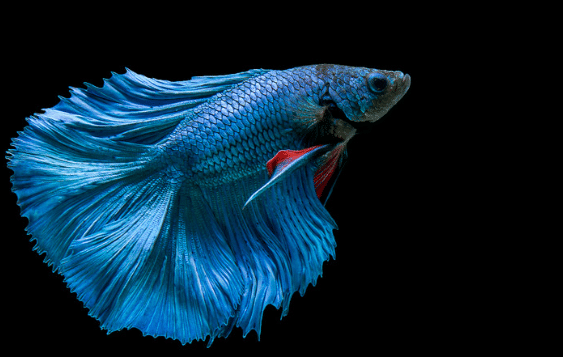 Blue Betta Fish