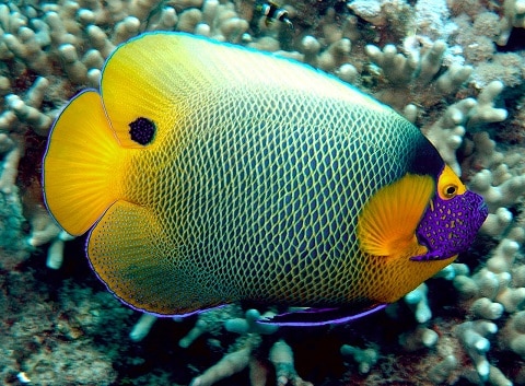 Blue Face Angelfish