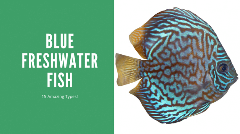 Blue Freshwater Fish