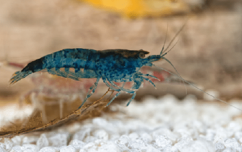Blue Freshwater Shrimp