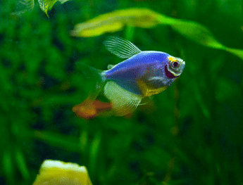 Blue Glofish